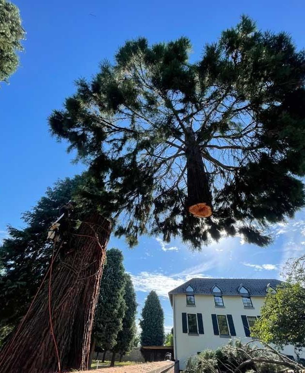 Vor einem Haus wird ein großer Baum gefällt