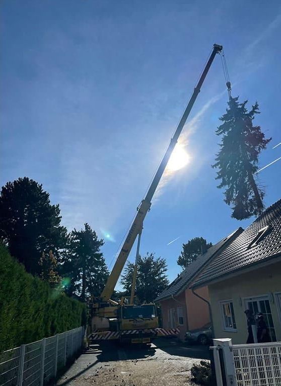 Ein Kran hebt einen Baum vor einem Haus an.