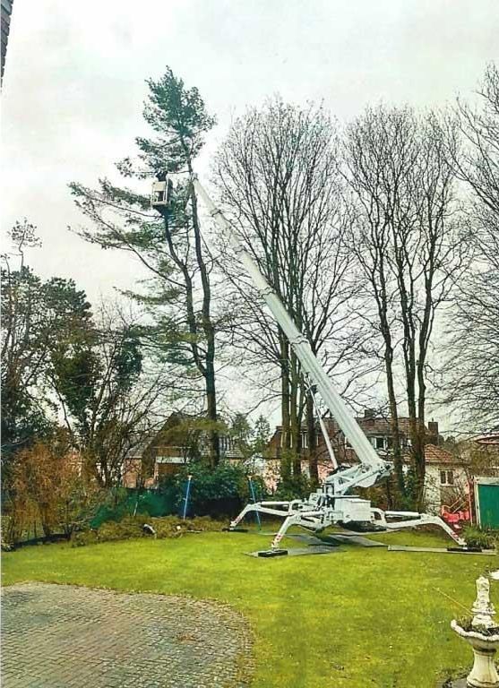 Ein Kran fällt in einem Hof ​​einen Baum.