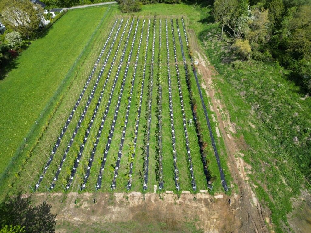 Ein Mann fällt mit einer Kettensäge einen Baum.