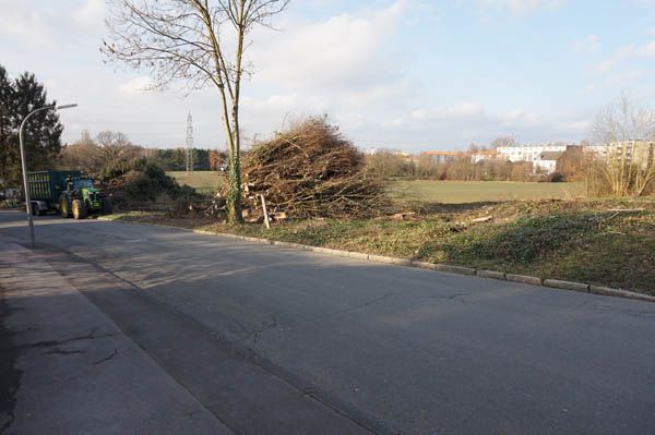 Baumfällung von Baumdienst Breuker