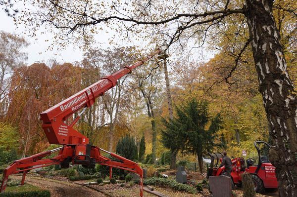 Baumfällung von Baumdienst Breuker