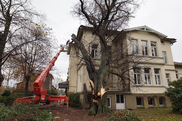Baumfällung von Baumdienst Breuker