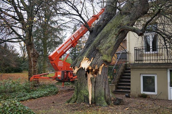 Baumfällung von Baumdienst Breuker