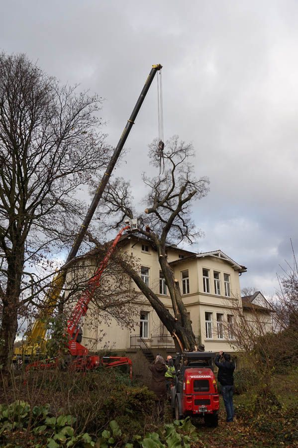 Baumfällung von Baumdienst Breuker