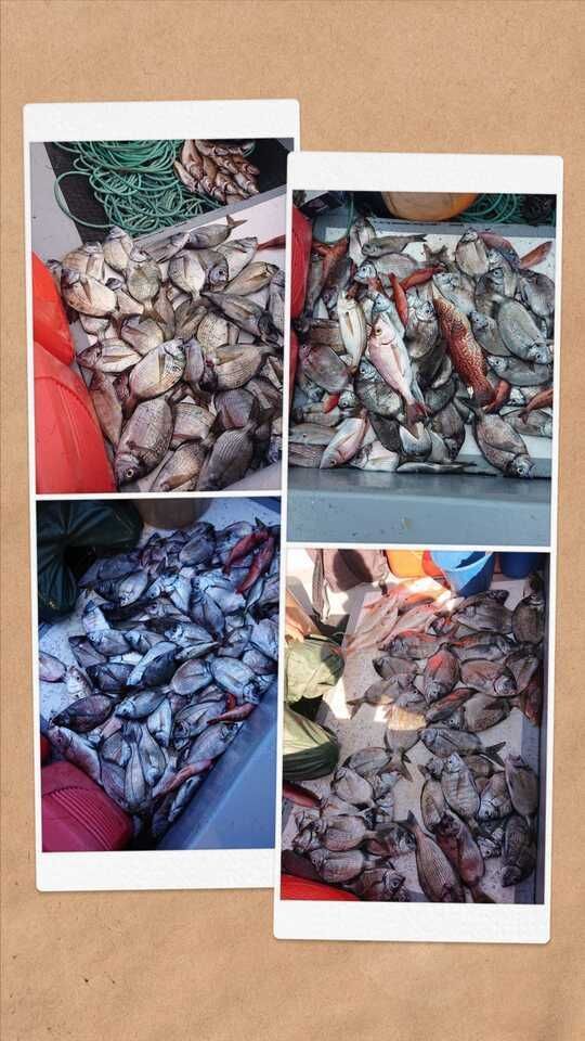 Cuatro fotografías de cestas llenas de pescado variado en un mercado.