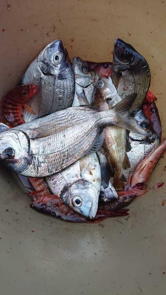Pescado fresco apilado en un cubo, de color plateado y escamas oscuras, con algo de sangre visible.
