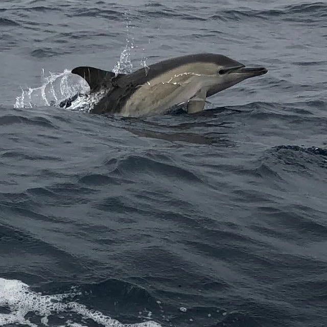 Un delfín emerge a la superficie en las oscuras y agitadas aguas del océano, salpicando agua mientras nada.