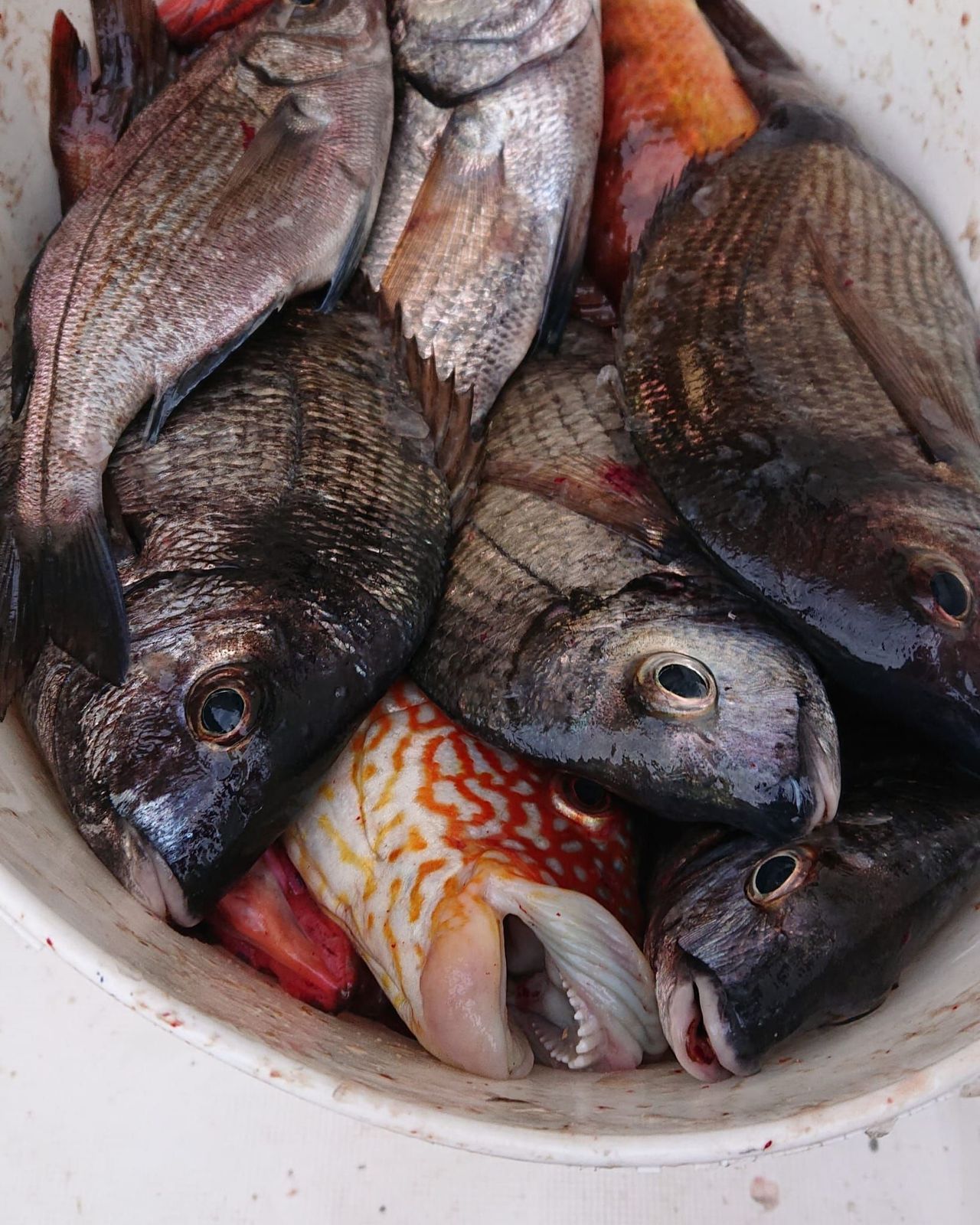 Cubo de pescado fresco con escamas plateadas y rayadas, apilado en primer plano.