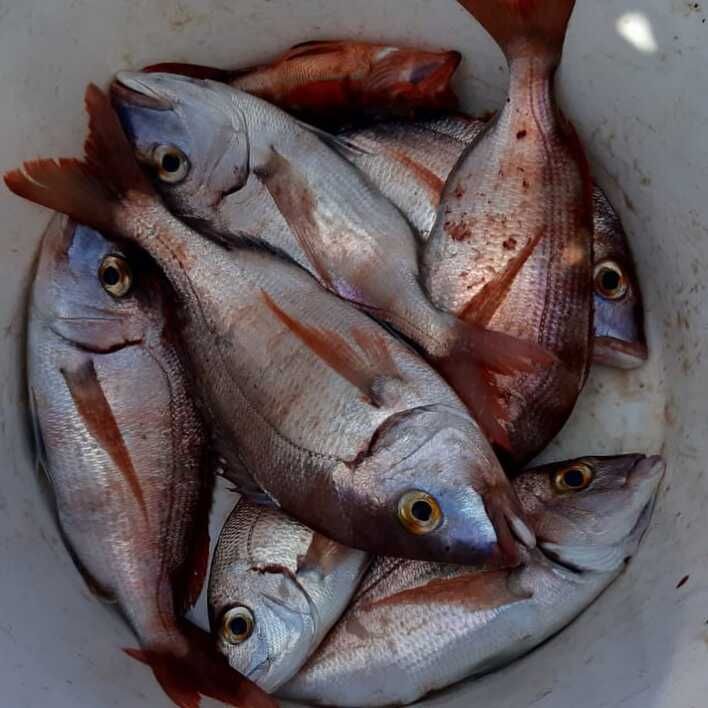 Varios peces plateados con aletas rojas apilados en un cubo blanco.