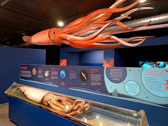 Exhibición en el museo de un modelo de calamar naranja gigante suspendido sobre una vitrina