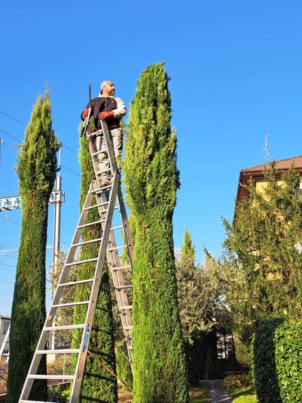 Vendita piante ornamentali e potatura alberi- Vivai San Martino
