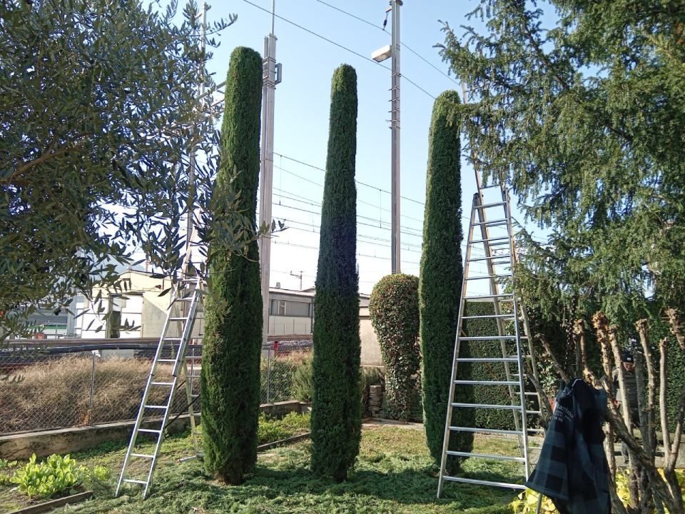 Vendita di piante e fiori e potatura- Vivai San Martino