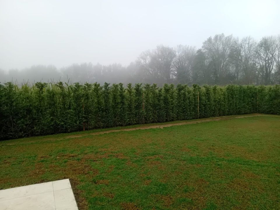 Vendita di piante e fiori per giardini- Vivai San Martino