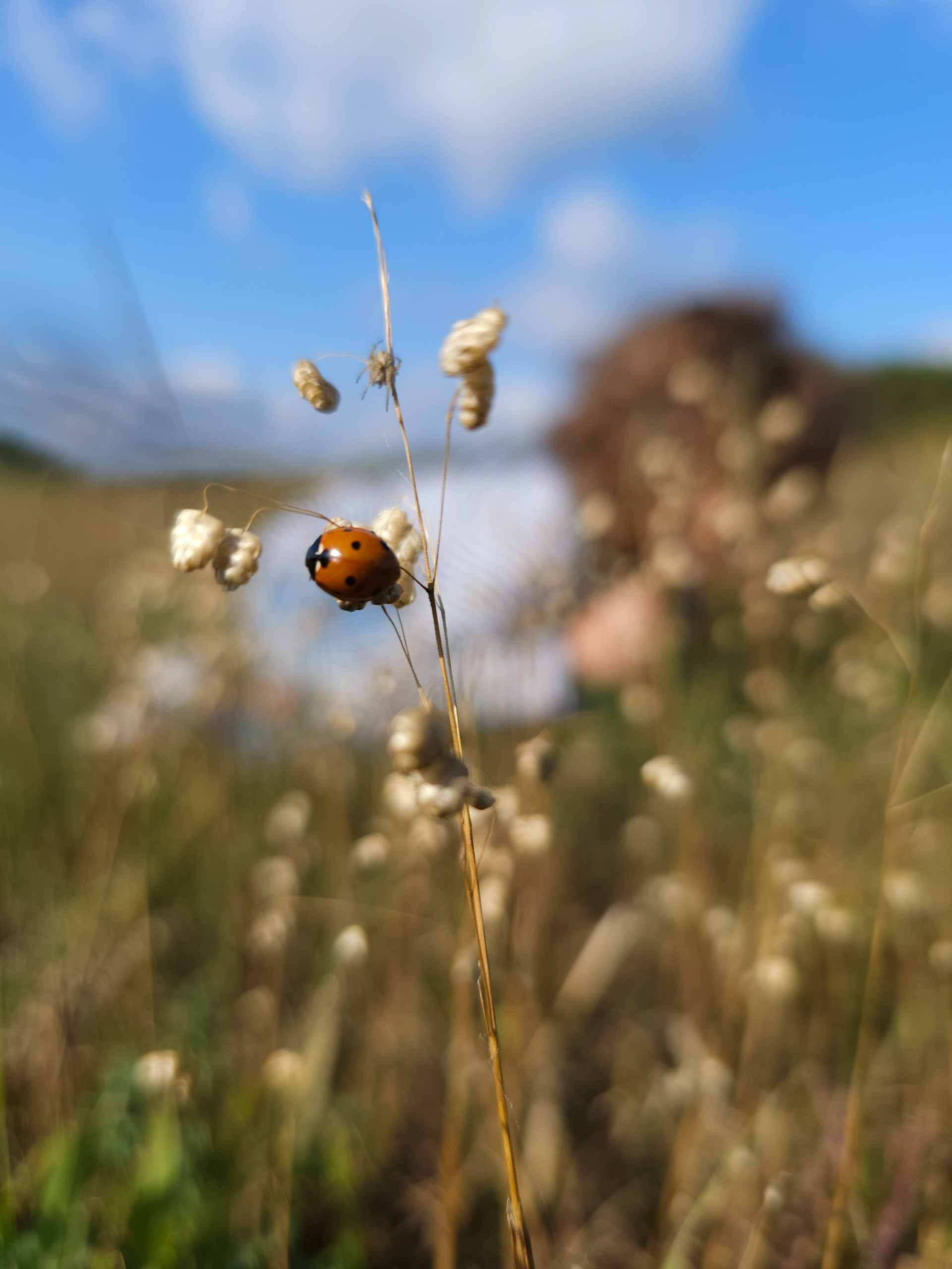 Marienkäfer, Foto von Quercus Naturbildung - Dr. Isabelle Niedereichholz