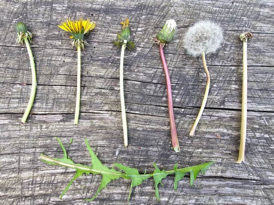 Löwenzahn, Foto von Quercus Naturbildung - Dr. Isabelle Niedereichholz