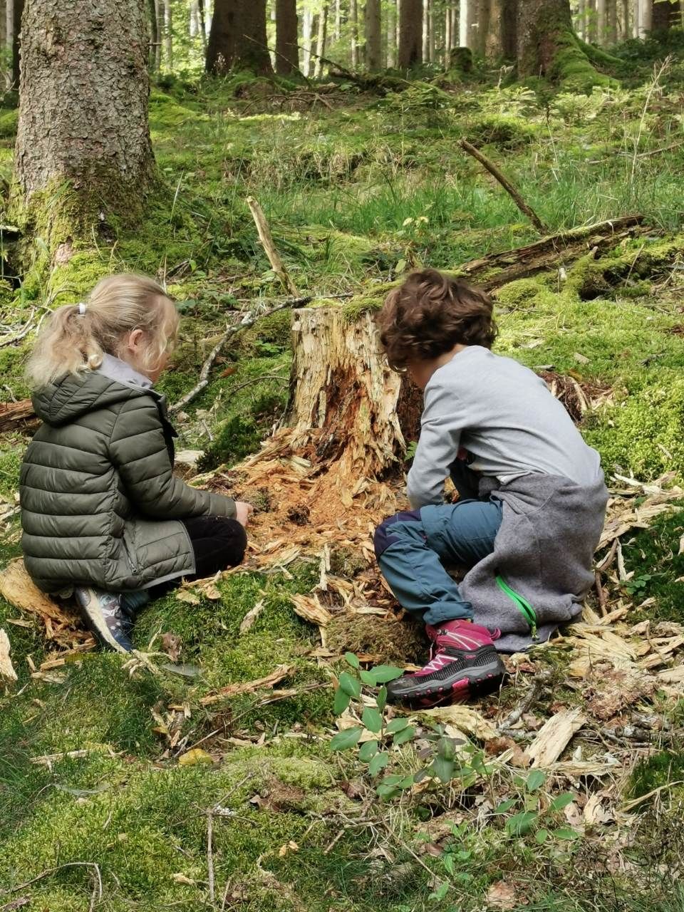 Kinder an Baumstumpf, Foto von Quercus Naturbildung - Dr. Isabelle Niedereichholz