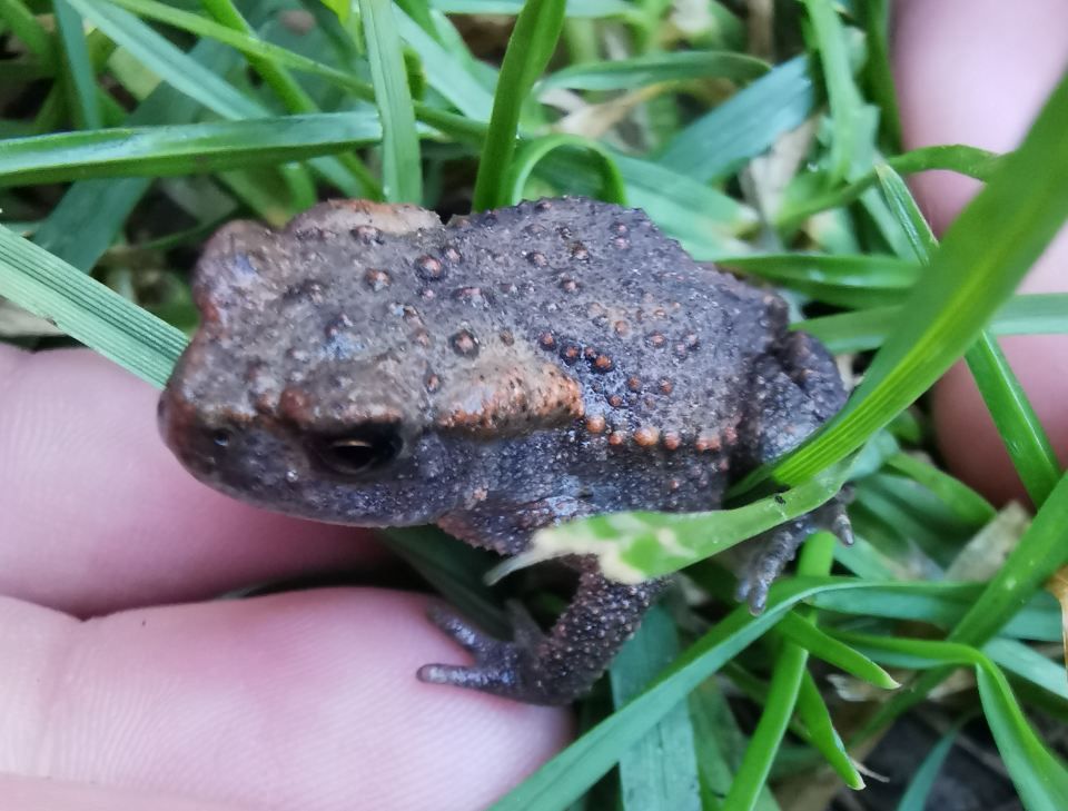 Kröte, Foto von Quercus Naturbildung - Dr. Isabelle Niedereichholz