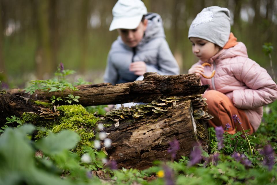 Kinder im Wald