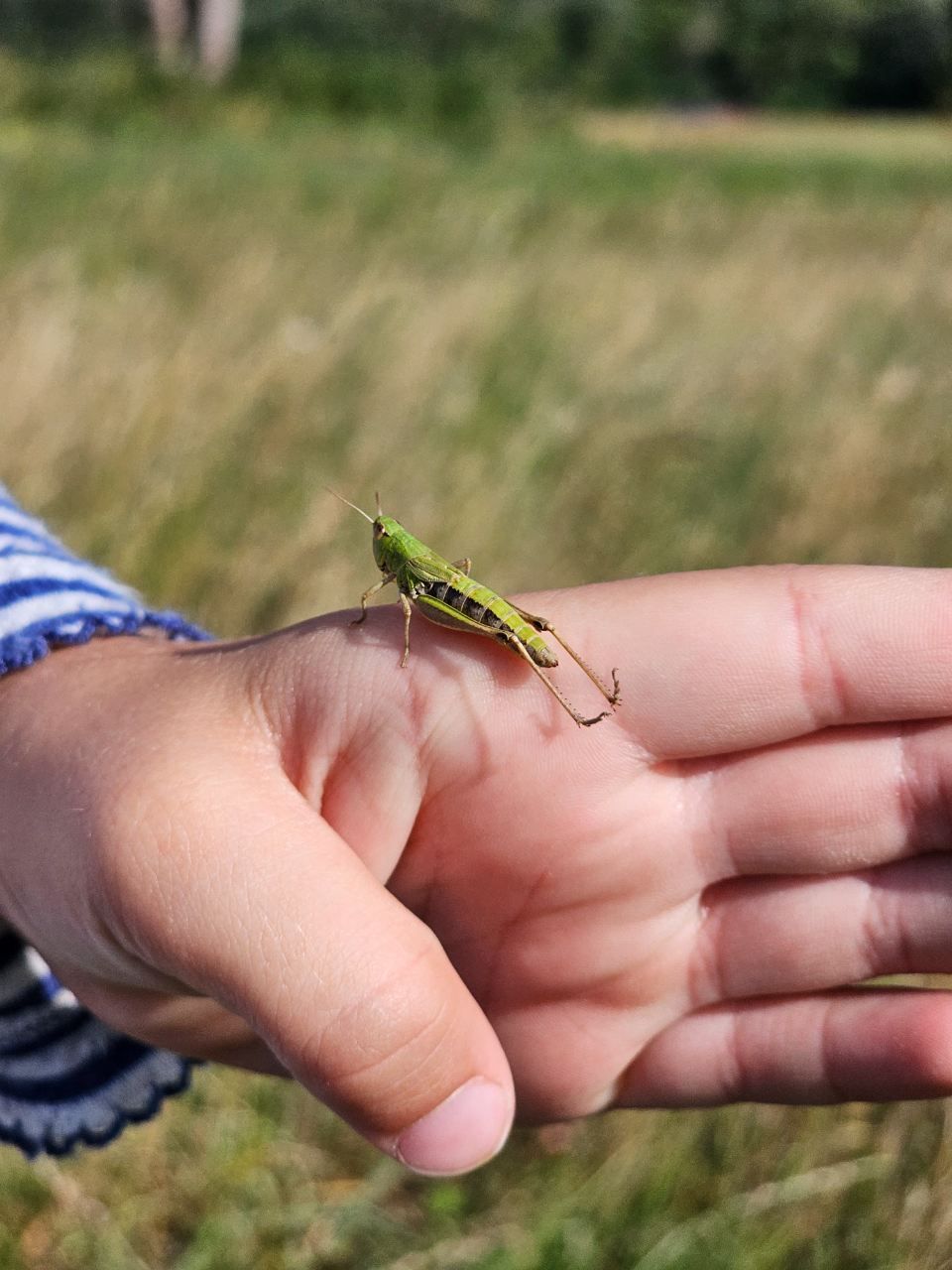 Grashüpfer, Foto von Quercus Naturbildung - Dr. Isabelle Niedereichholz