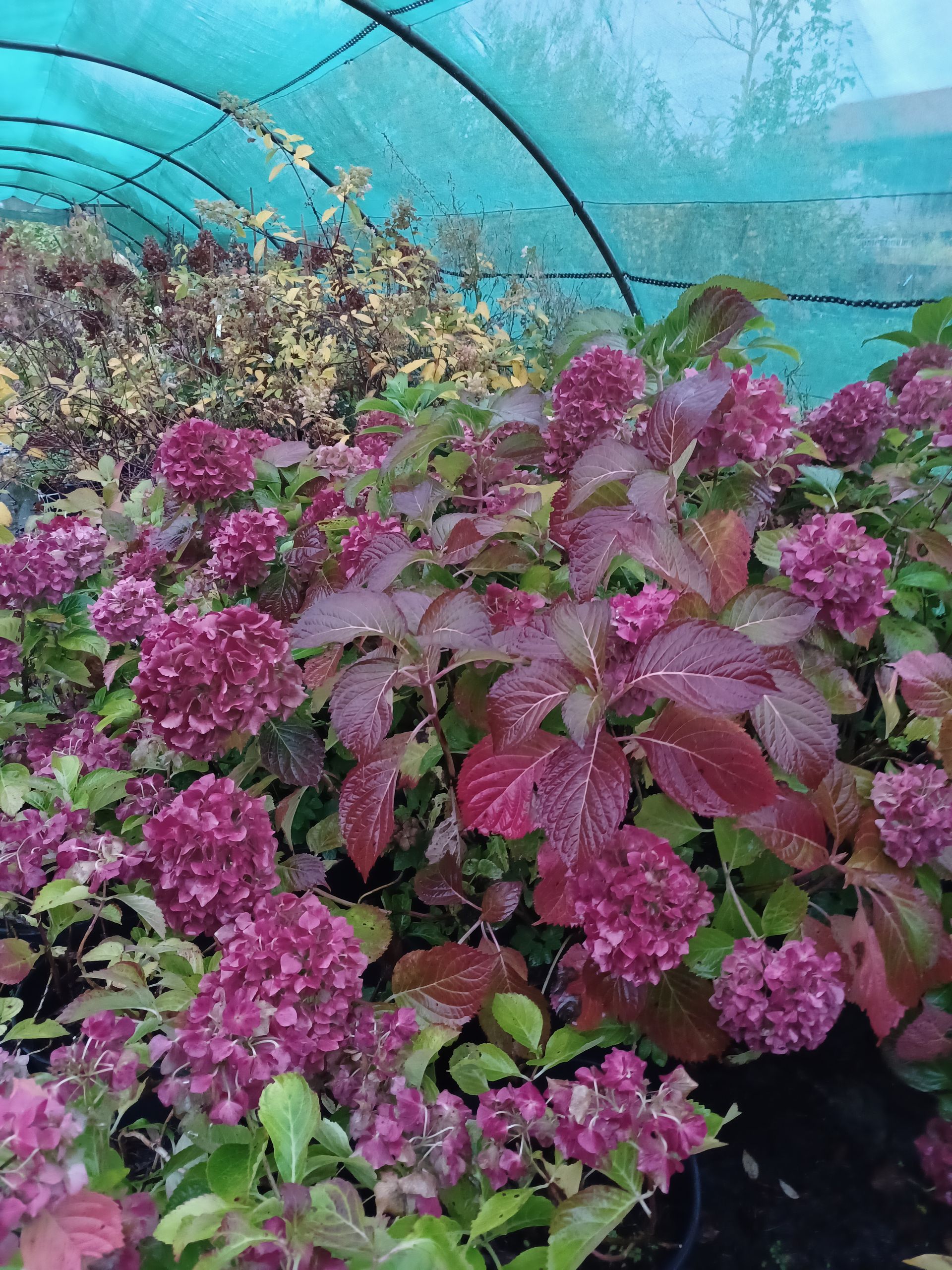 Des buissons de fleurs violettes sous une serre