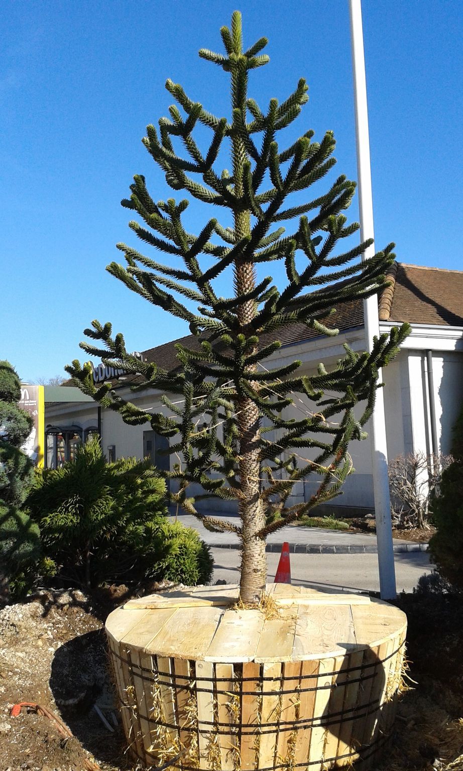 Un sapin sur un tronc taillé