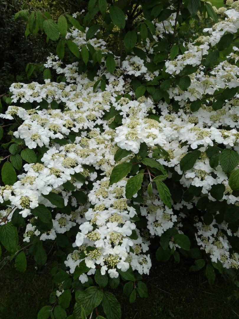 Des fleurs blanches dans un buisson