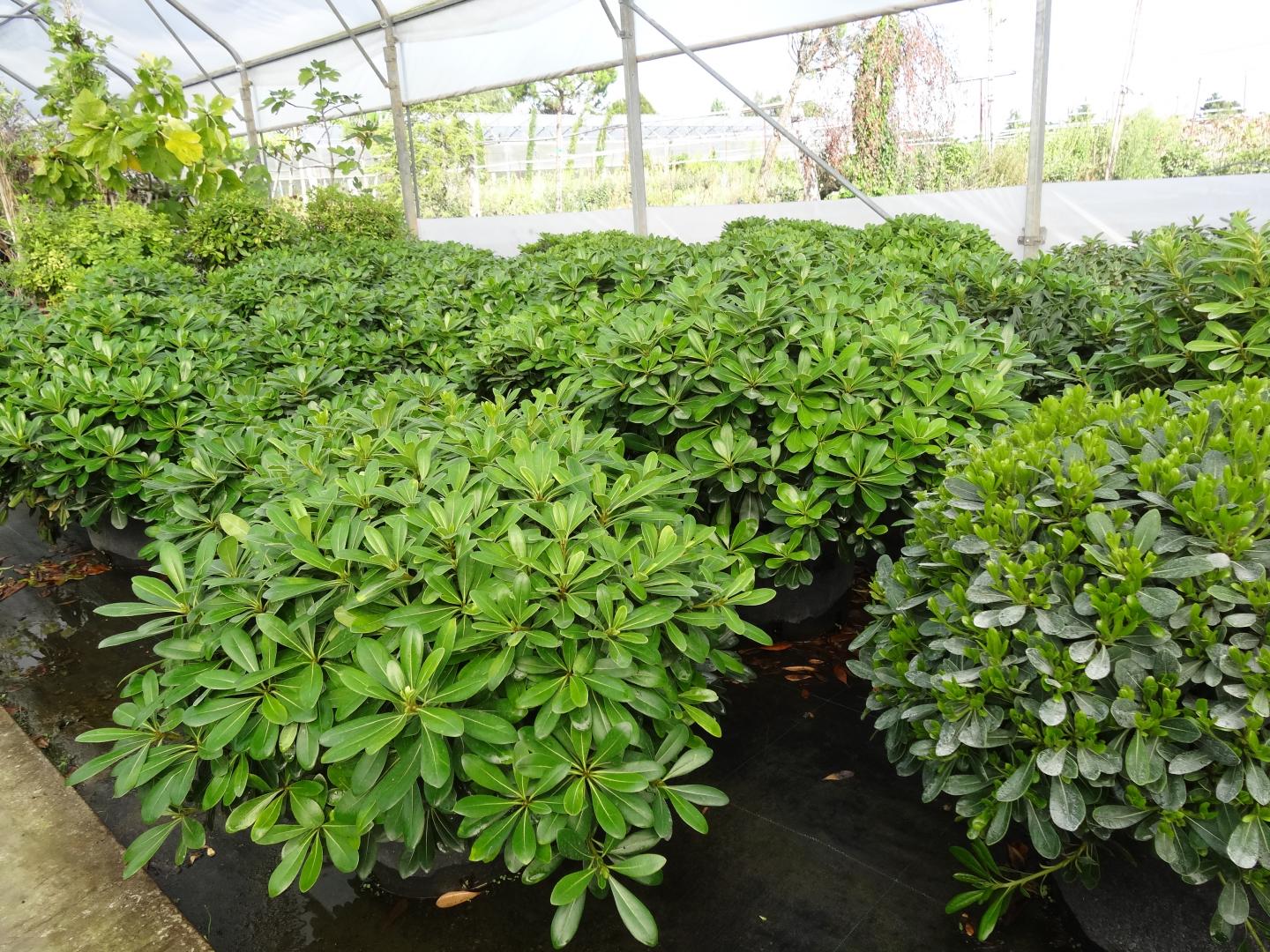 Des plantes en pot dans une serre