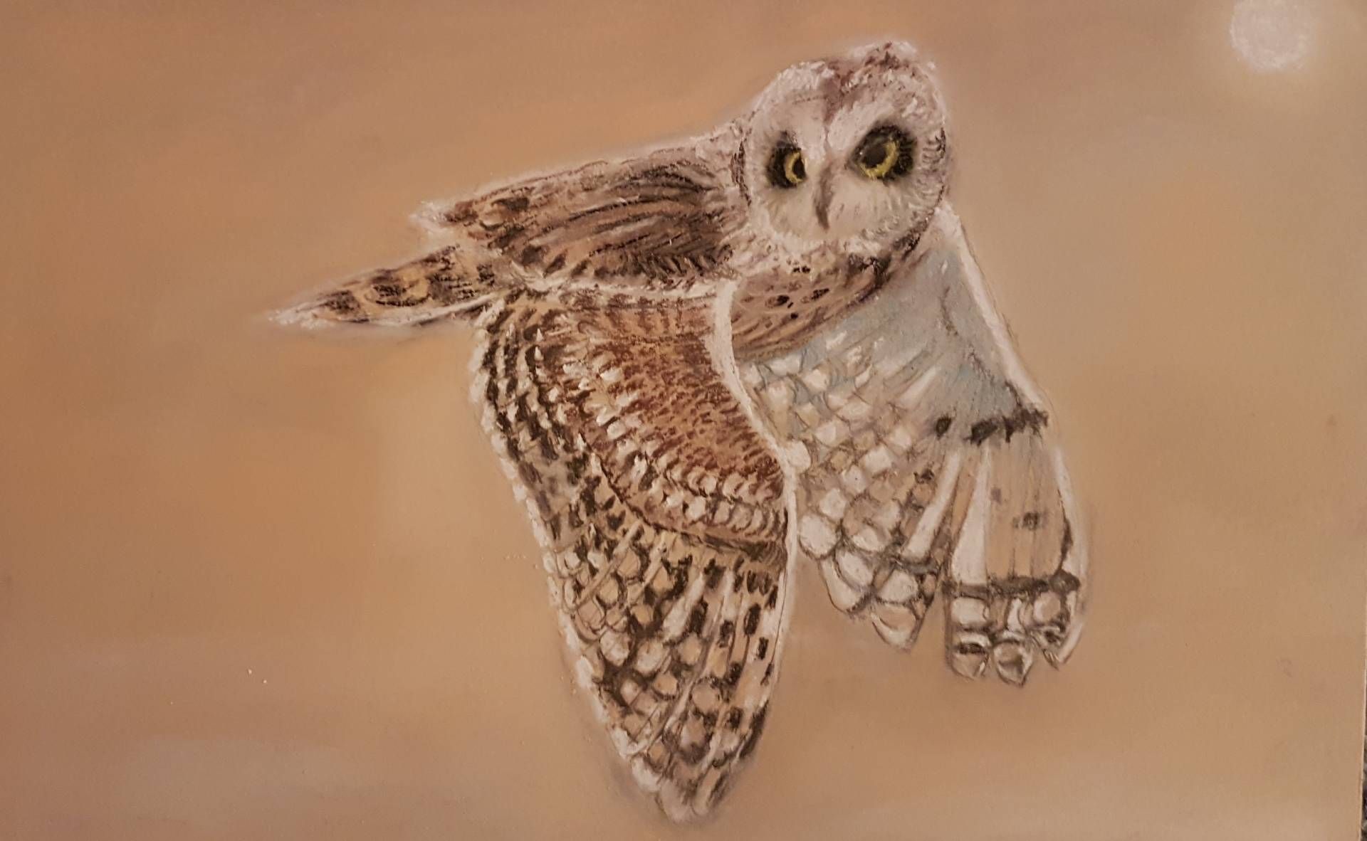 Eule im Flug über Hintergrund