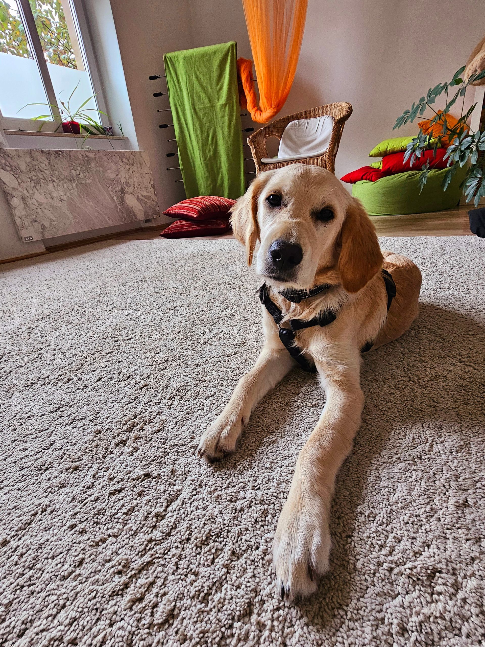 Psychotherapie_praxis_hund