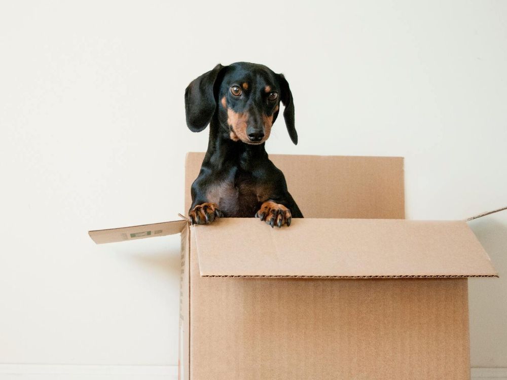 Un petit chien dans un carton