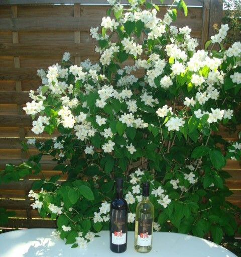 Wein - Restaurant Kaserne