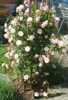 Schöne Blumen - Restaurant Kasrene