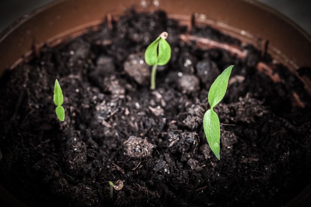 Tres pequeñas plantas están creciendo en la tierra en una maceta.