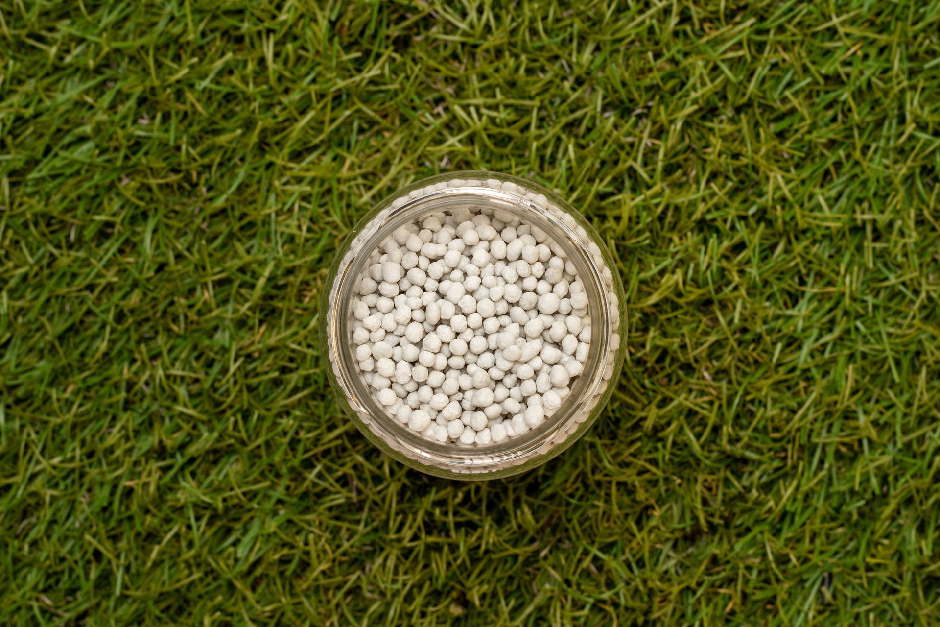 Un tazón de frijoles blancos reposa sobre un exuberante campo verde.