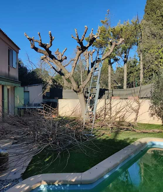 Un arbre en train de se faire élaguer