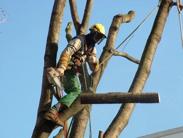 Un élagueur dans un arbre