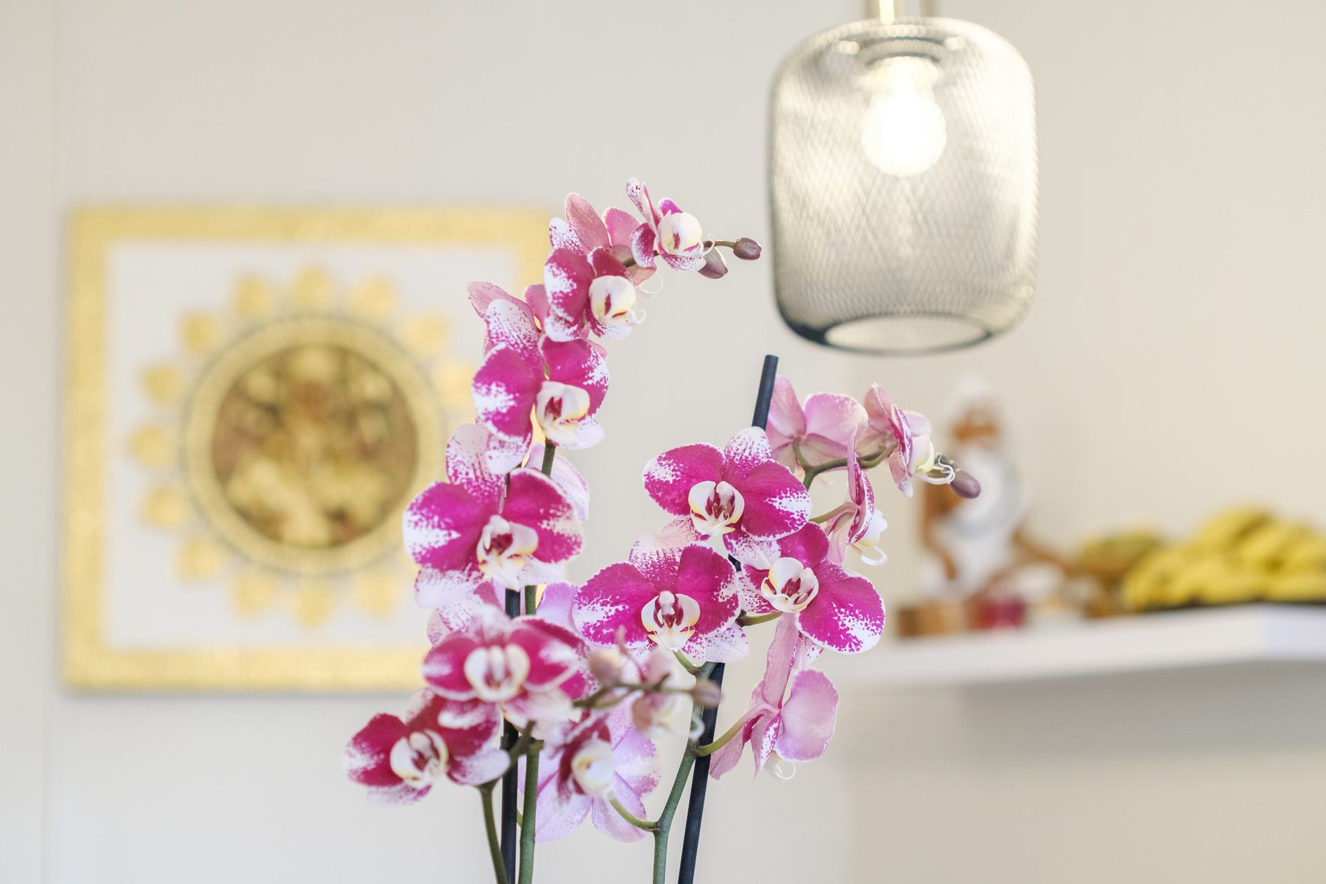 Orchidées roses et blanches