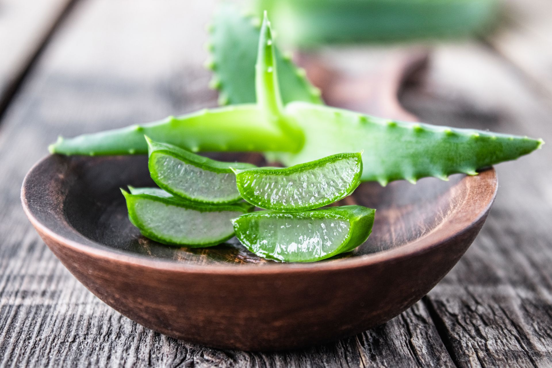 Plante d'aloe vera