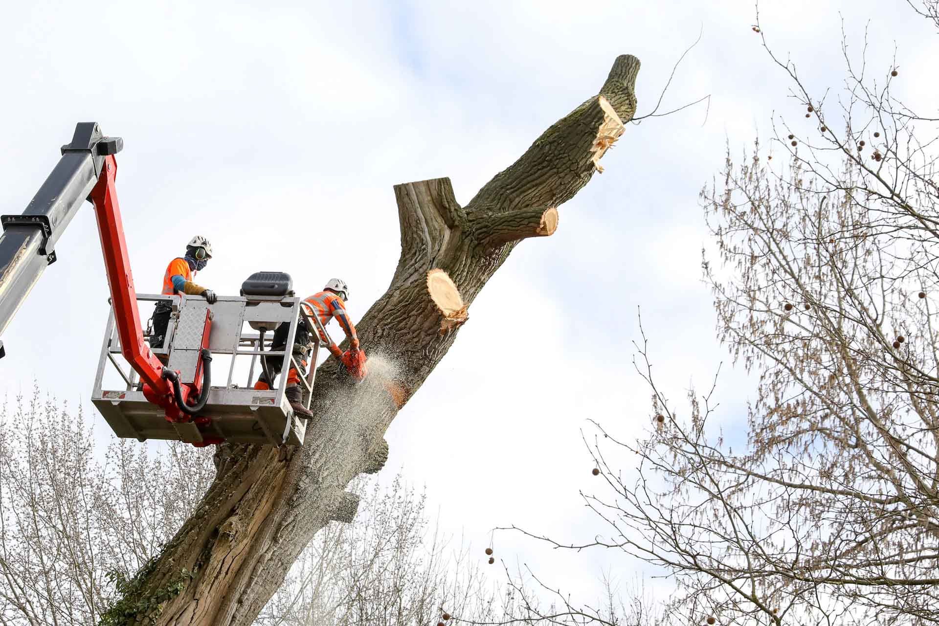 Abattage d'un arbre par des professionnels à l'aide d'un équipement adapté