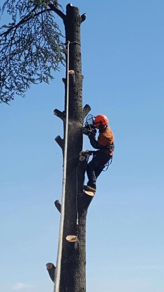 Entretien des espaces verts - Jean Jérémie Paysages