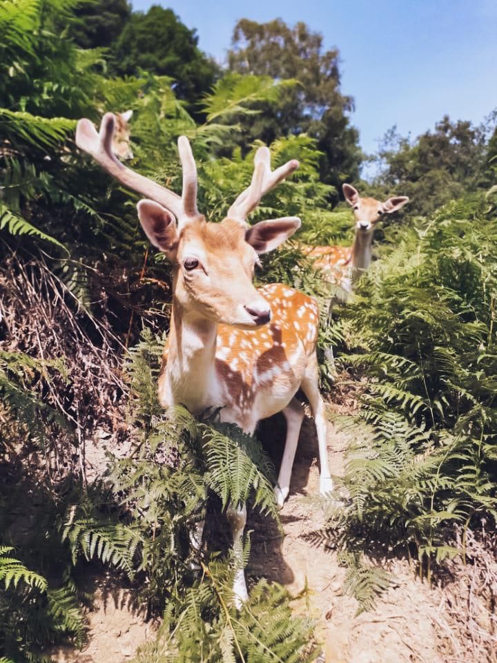 Balade pédagogique au Parc’Ours
