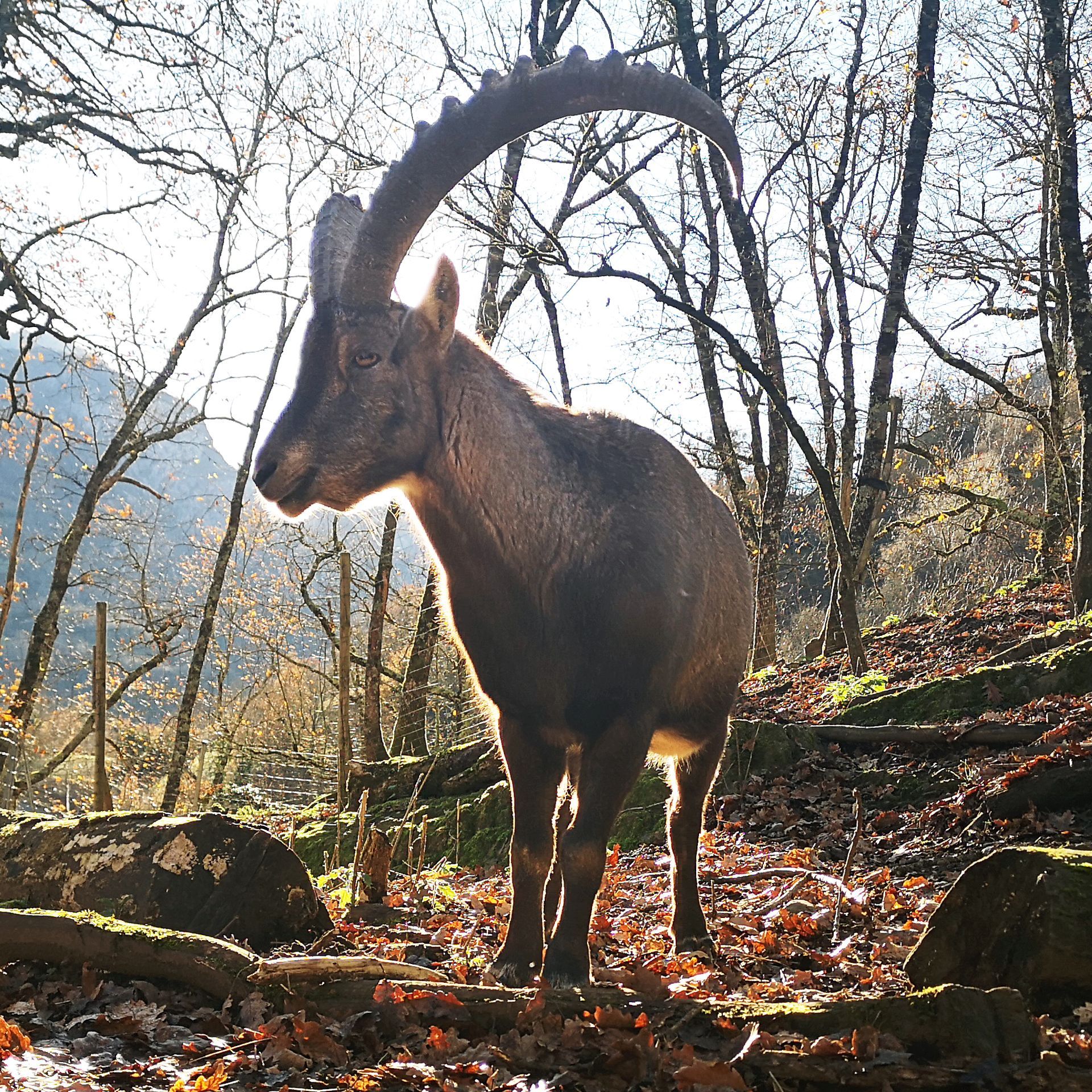 Bouquetin accueilli au Parc’Ours
