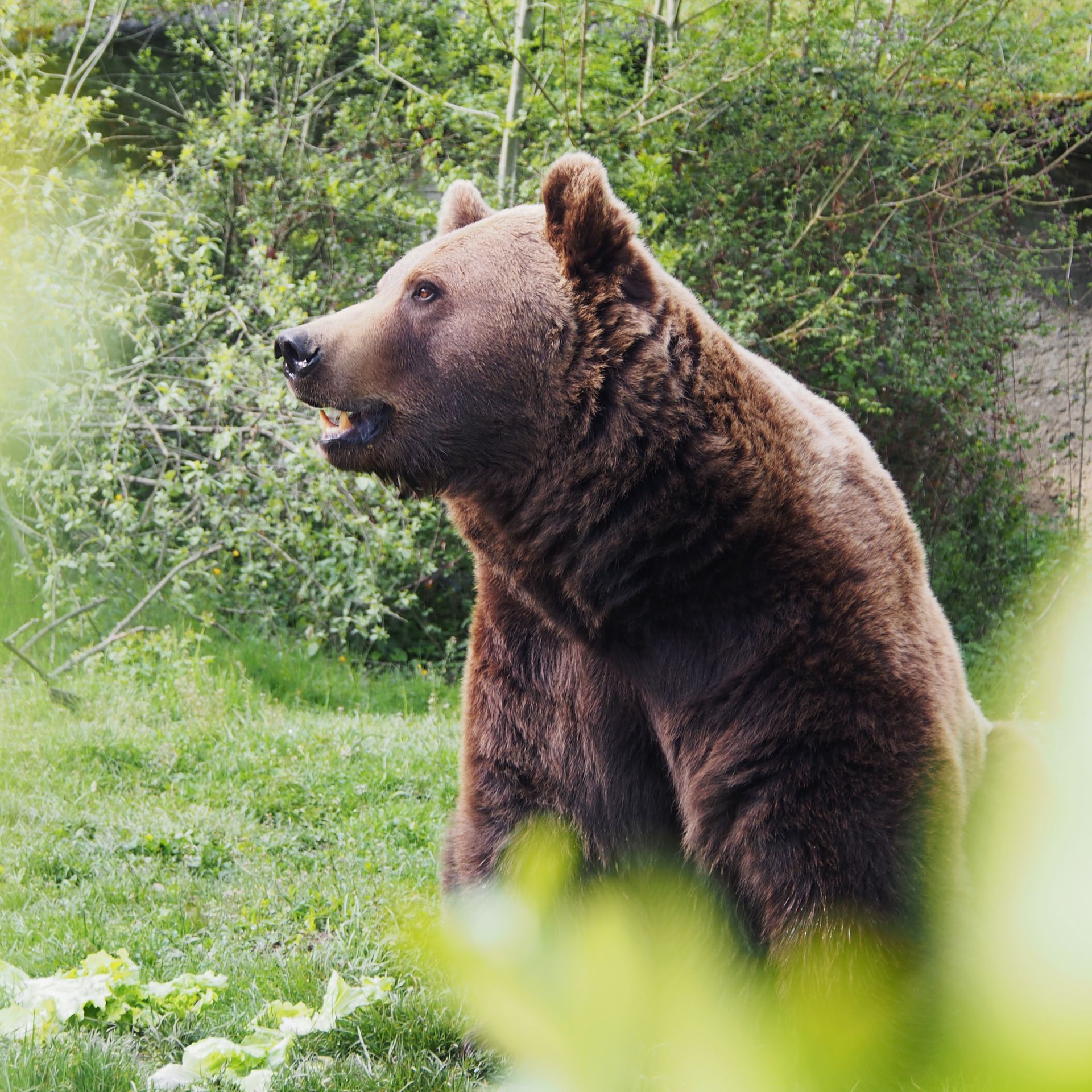 Trois oursons bruns chevauchant un ours polaire nageant dans une eau calme