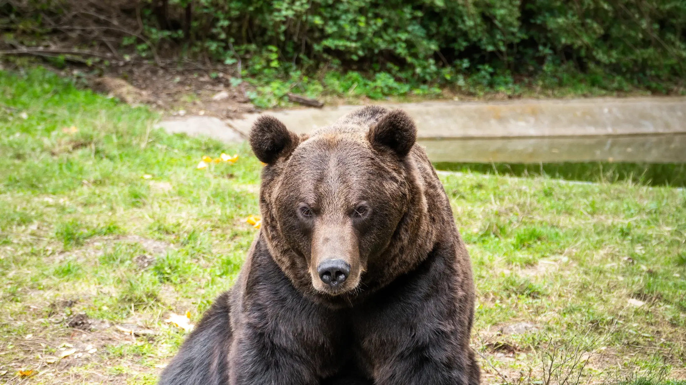 Ours brun debout dans l'herbe verte d'une clairière