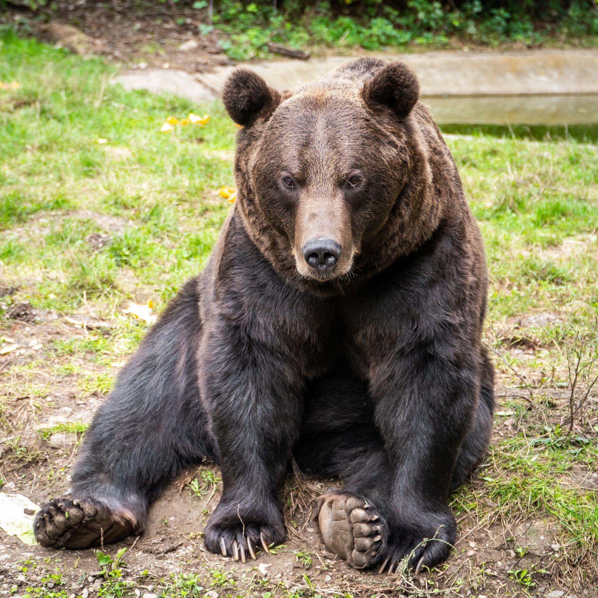 Ours brun debout dans l'herbe verte d'une clairière