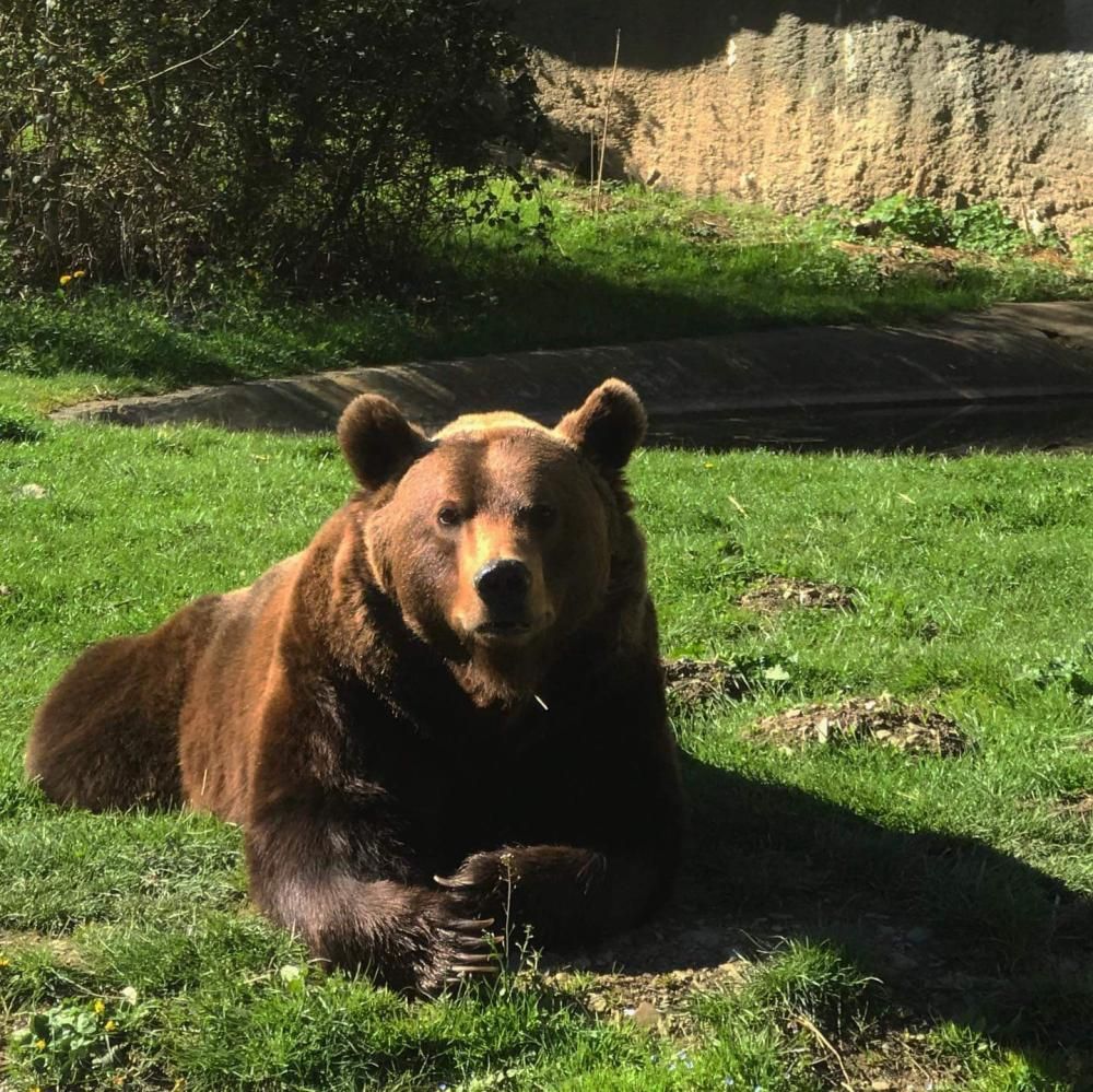 Ours brun se reposant sur l'herbe verte au soleil, avec un mur de pierre en arrière-plan.