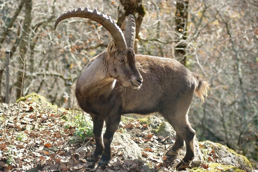 Bouquetin sur un espace rocheux au Parc’Ours