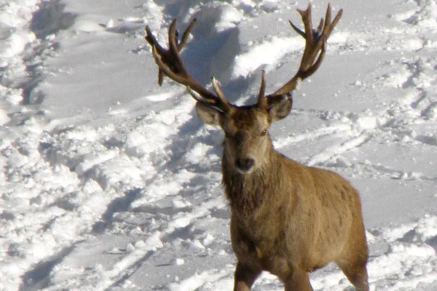 Biche accueillie au Parc’Ours