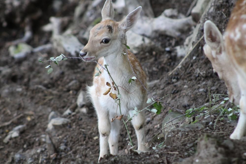 Daim dans son espace au Parc’Ours
